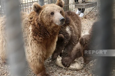 Altıağacda qonur ayılar peyvəndlənib
