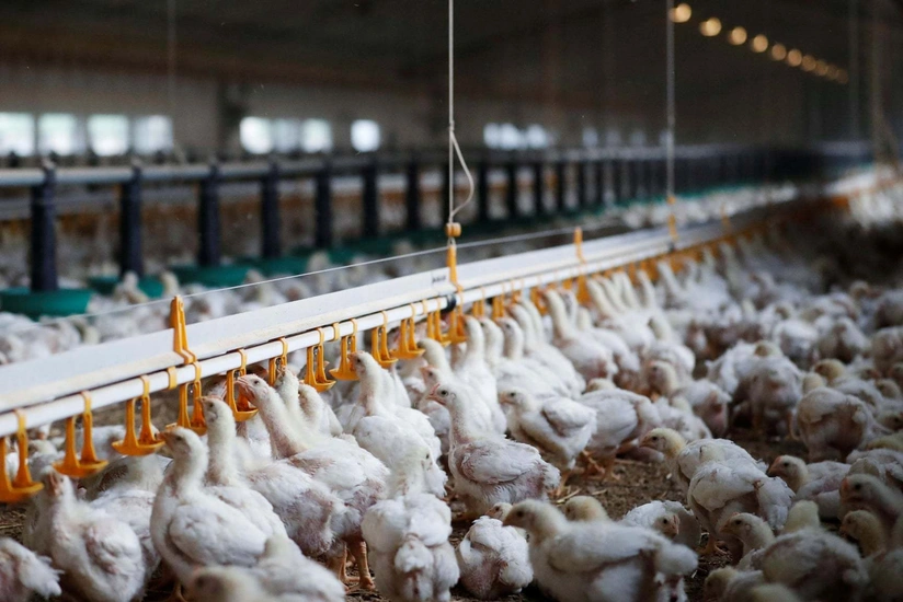 Azərbaycanın aparıcı broyler müəssisəsi ləğv olunur