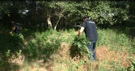 Zərdabda 1 tondan artıq yabanı halda bitmiş çətənə bitkisi məhv edilib