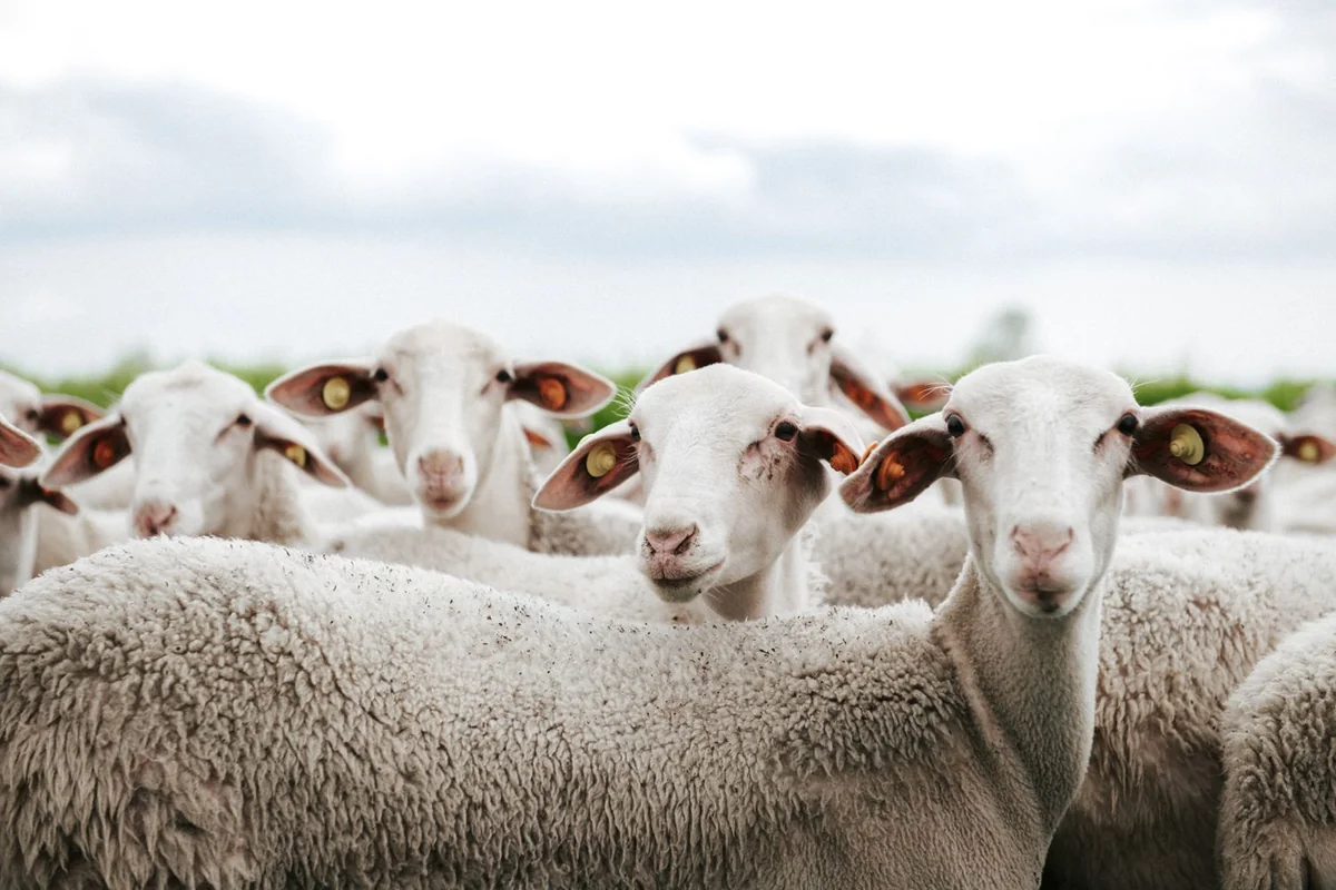 Azərbaycan Gürcüstandan diri heyvan idxalını azaldıb