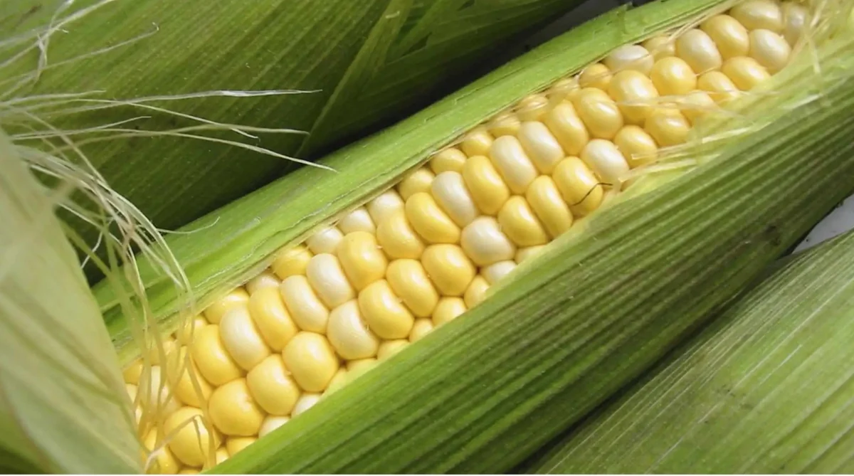 Azerbaijan increases its corn imports