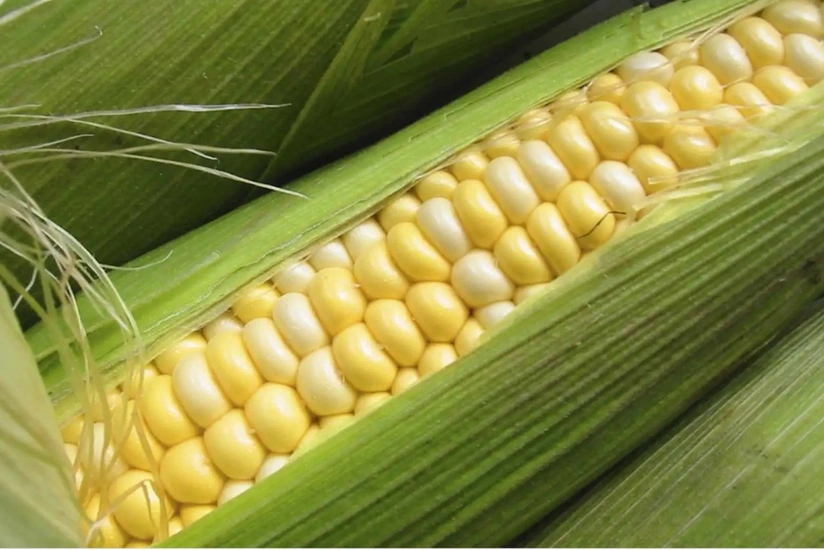 Azerbaijan increases its corn imports