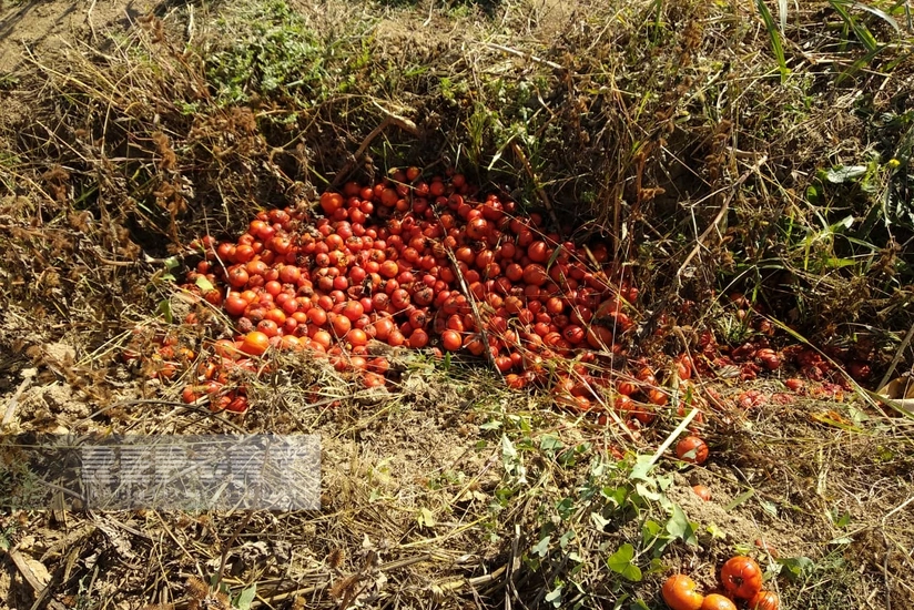 Biləsuvarda pomidor sahələrində xəstəlik yayılıb