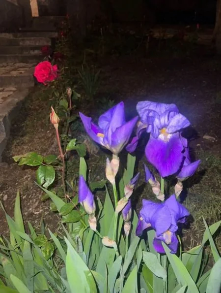 Leyla Əliyeva Şuşadan paylaşım edib