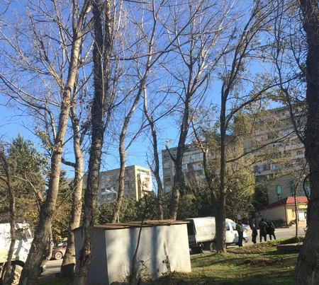 Bakıda məktəbin qarşısında qurumuş ağacların yerinə yeniləri əkilib