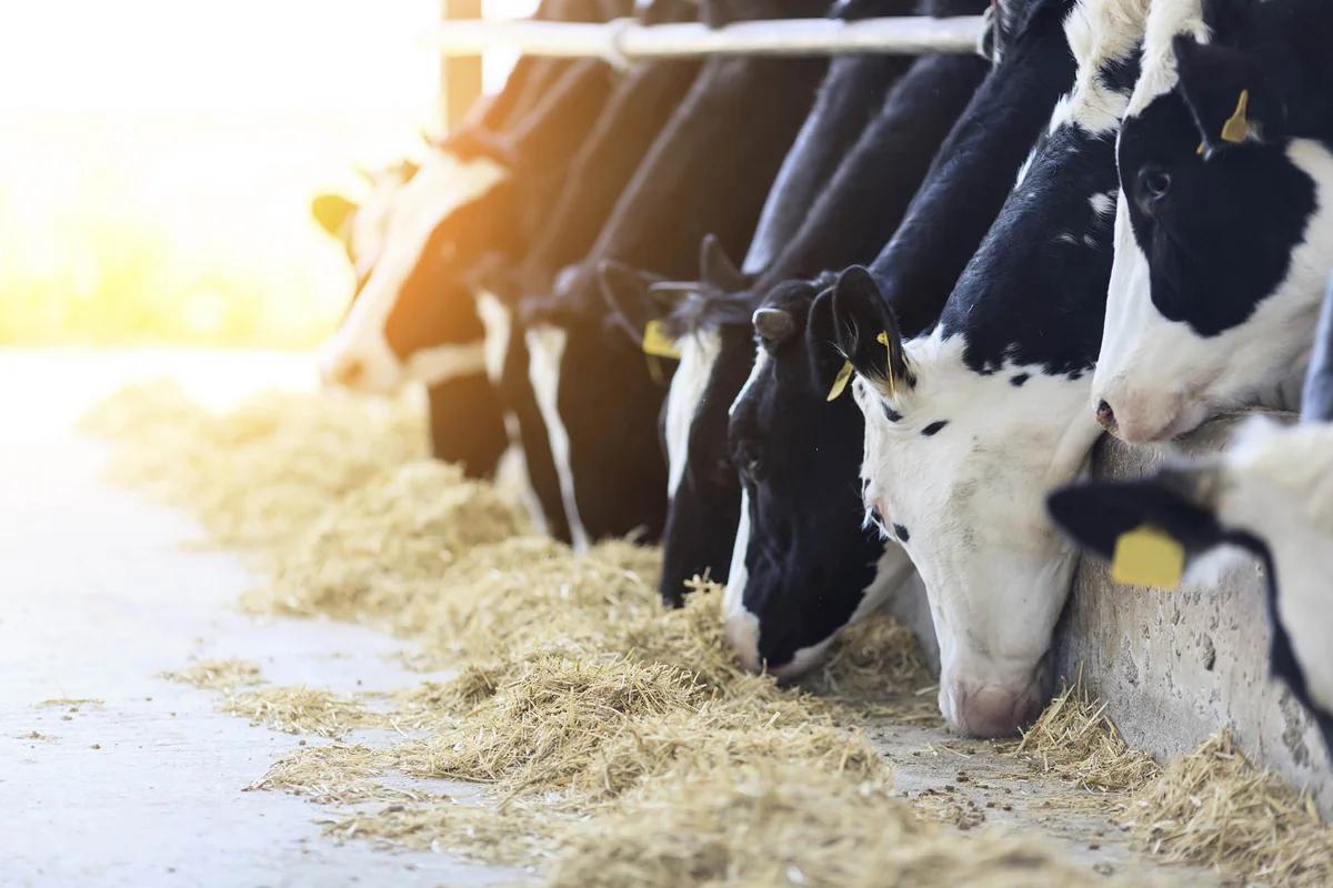 Azərbaycan Gürcüstandan 14, 856 milyon dollarlıq mal-qara alıb