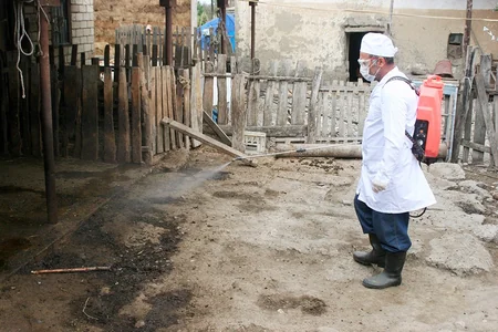 Qusarda heyvanlar arasında iti yoluxucu xəstəliklərə qarşı profilaktik tədbirlər aparılır