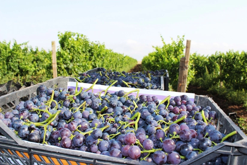 Cəlilabadda üzüm yığımı başlayıb