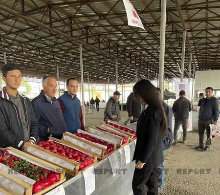 Kürdəmirdə Nar Sərgi-Satış Yarmarkası keçirilib