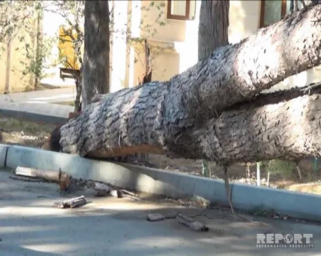Naftalanda avtomobilin üzərinə ağac aşıb, yolda hərəkət dayanıb - FOTO