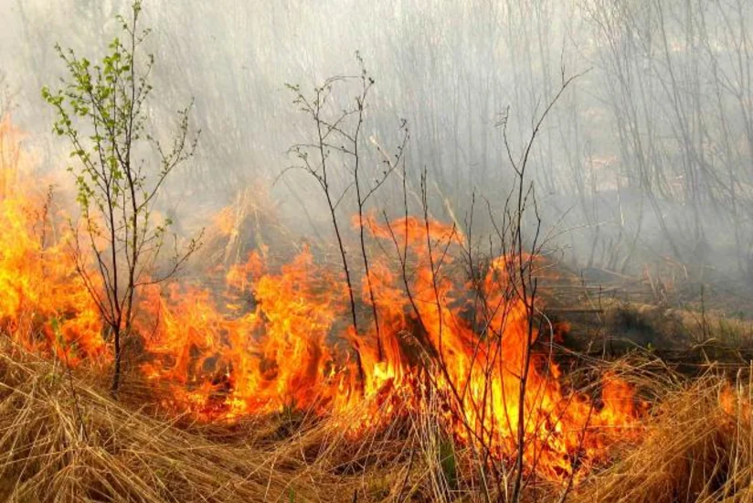 ​В Астраханском заповеднике горят 50 га земли
