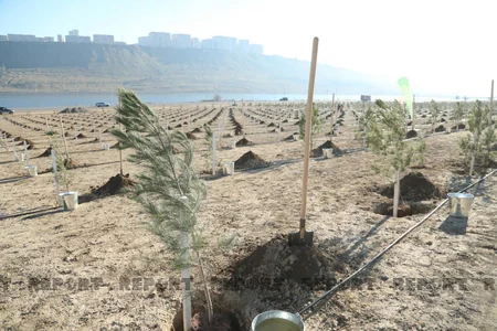 Bakıda genişmiqyaslı ağacəkmə aksiyası keçirilib