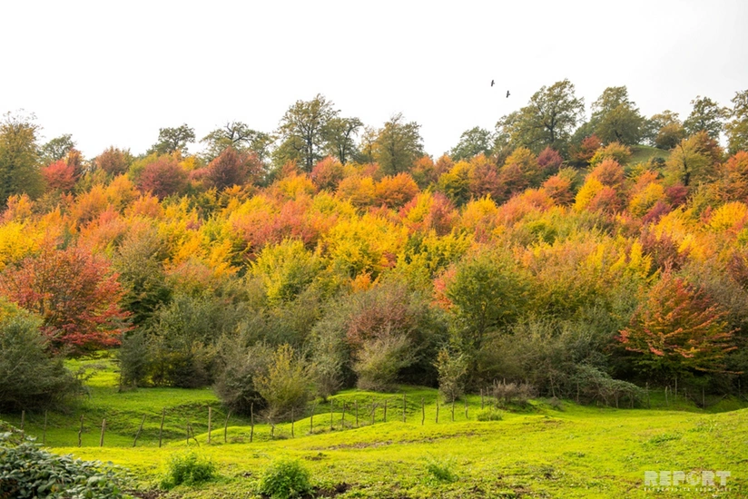 Golden autumn in Lankaran - PHOTO