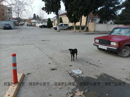 Xaçmazda 350 nəfərə yaxın şəxs sahibsiz itlərin hücumuna məruz qalıb