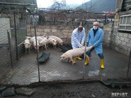 Gürcüstanla sərhəd olan Qax rayonunda donuz qripinə qarşı tədbirlər görülür - FOTO