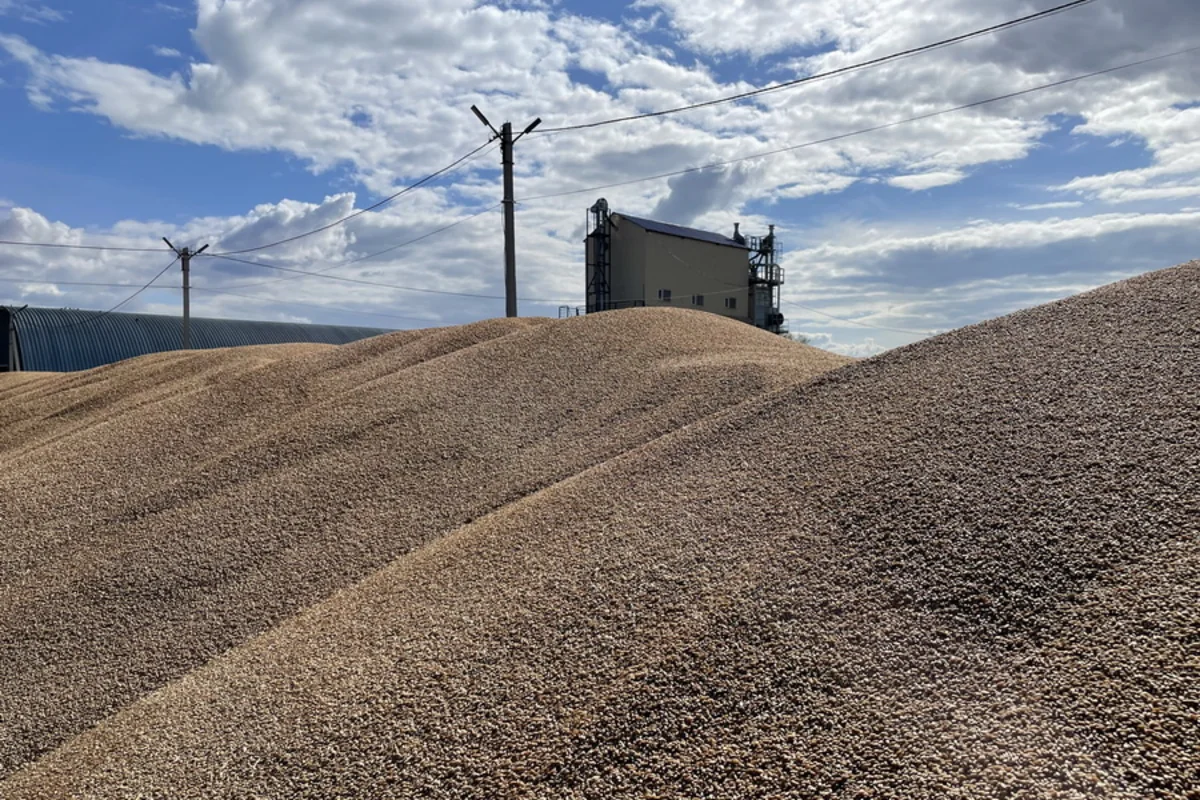 Kazakhstan bans import of wheat by road