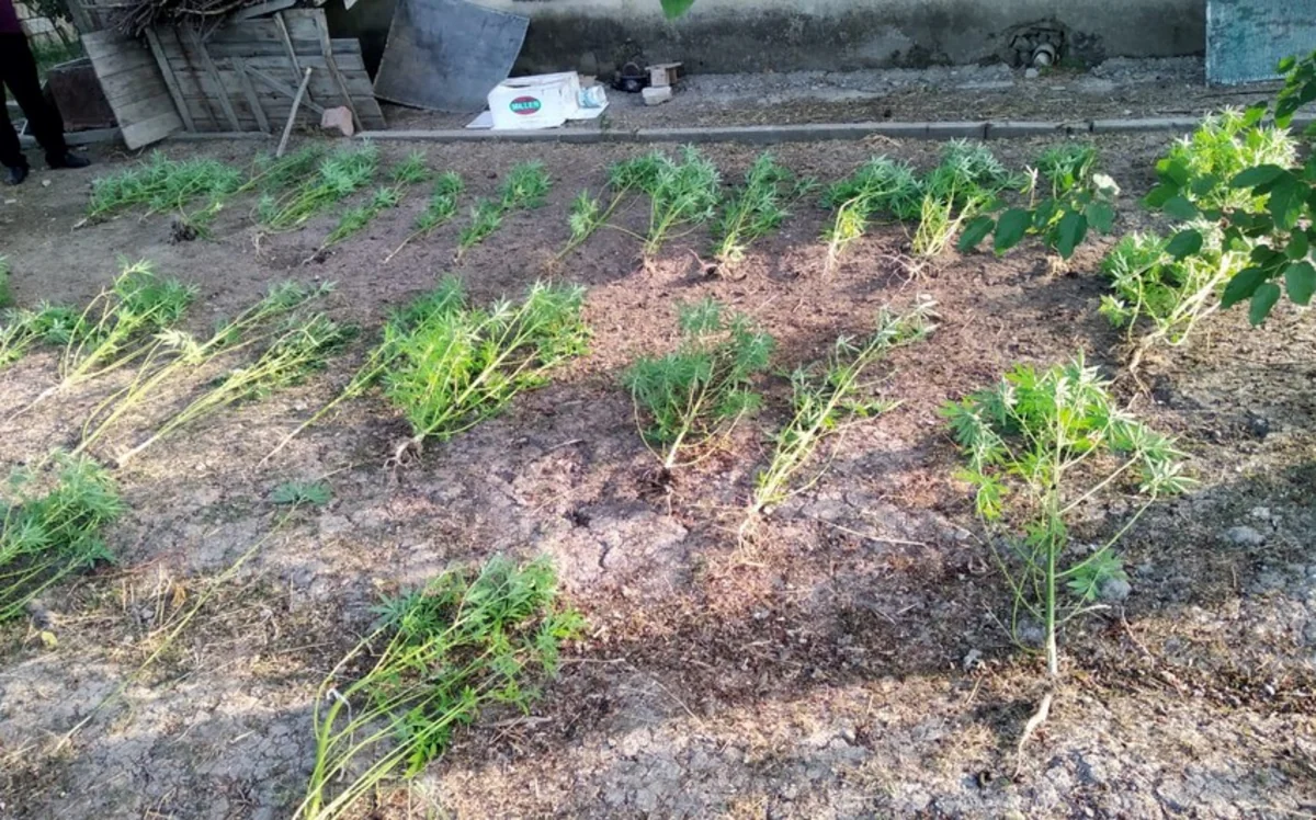 Bərdə və Beyləqan sakinlərindən narkotik aşkar edilərək götürülüb