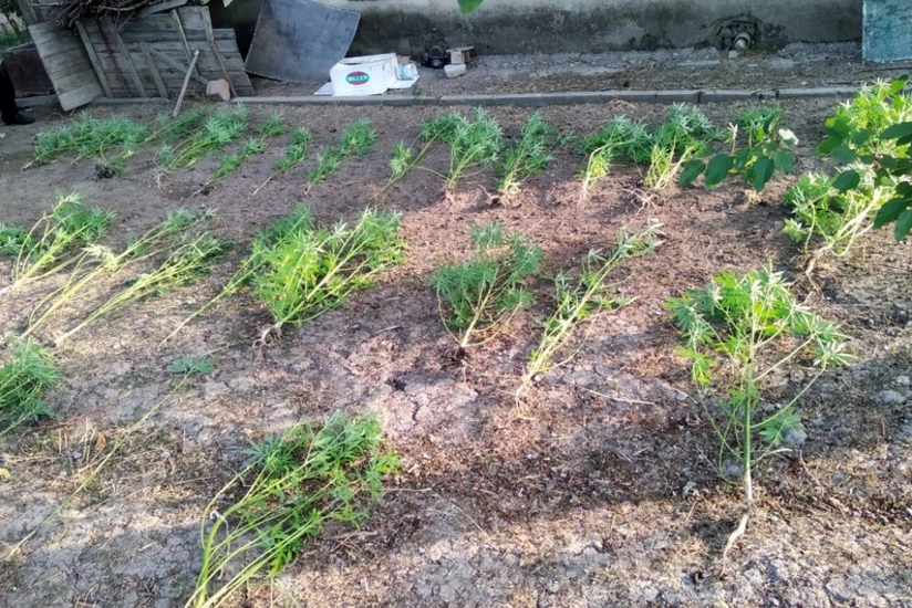 Bərdə və Beyləqan sakinlərindən narkotik aşkar edilərək götürülüb