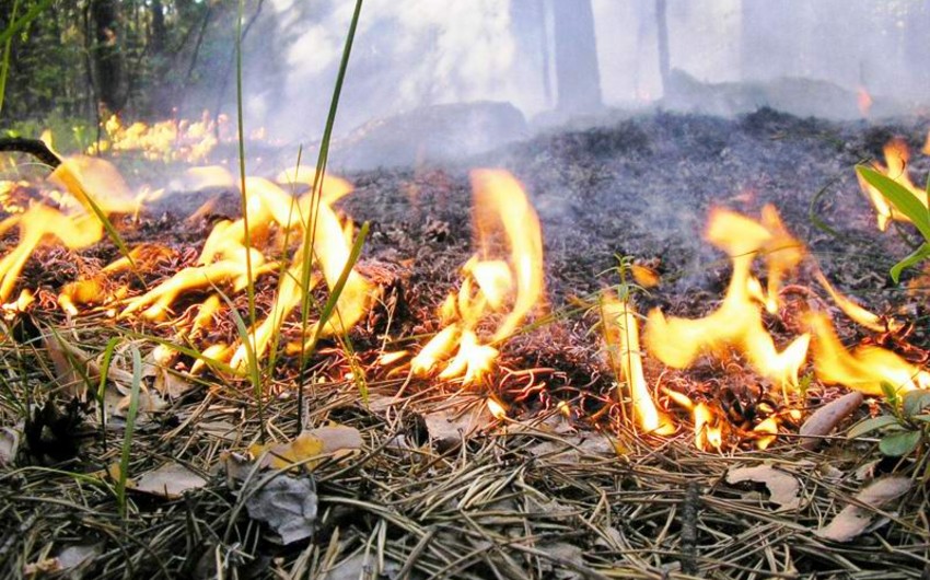 Fire breaks out in mountainous area in Masalli