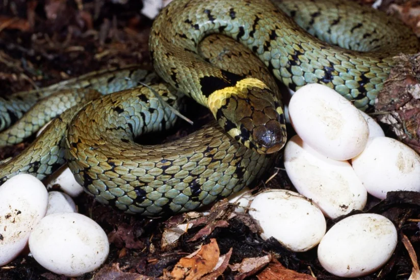 Azərbaycanın baş toksikoloqu: İlan yumurtadan çıxan andan zəhərlidir - MÜSAHİBƏ