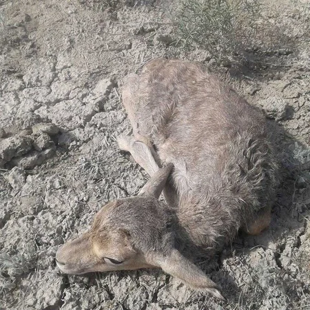 Azərbaycanda ceyranların sayı 7 minə çatıb