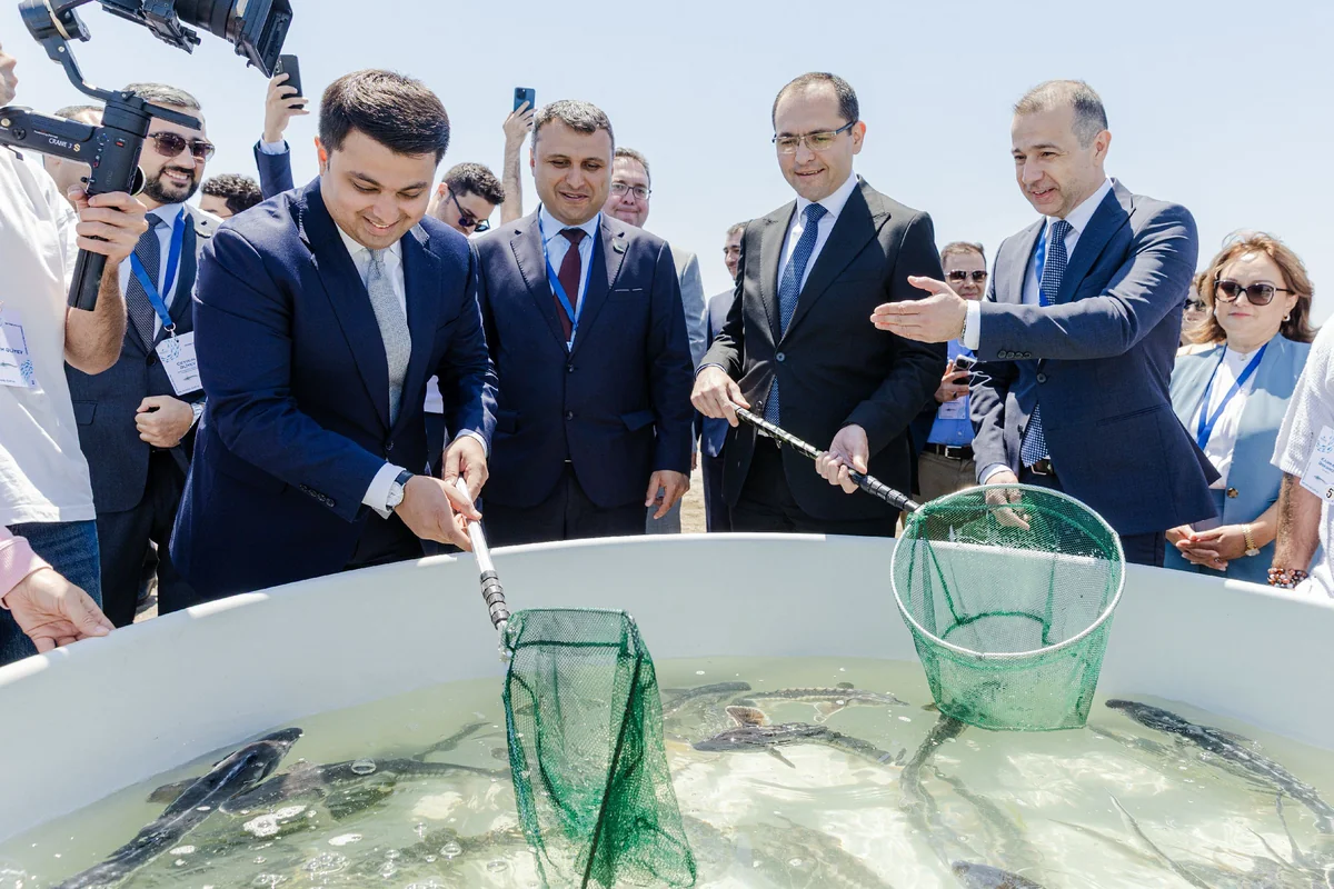 Azerbaijan Fish Farm released 100.000 Sturgeon and 20.000 Salmon into the Caspian Sea