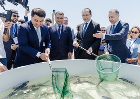 Azerbaijan Fish Farm released 100.000 Sturgeon and 20.000 Salmon into the Caspian Sea