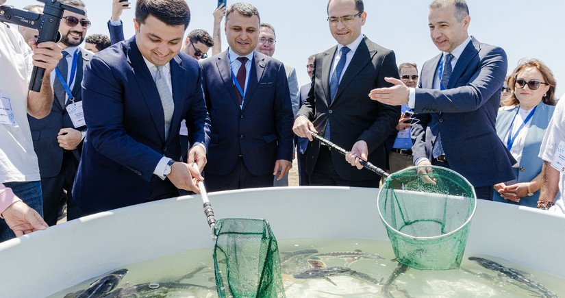 Azerbaijan Fish Farm released 100.000 Sturgeon and 20.000 Salmon into the Caspian Sea