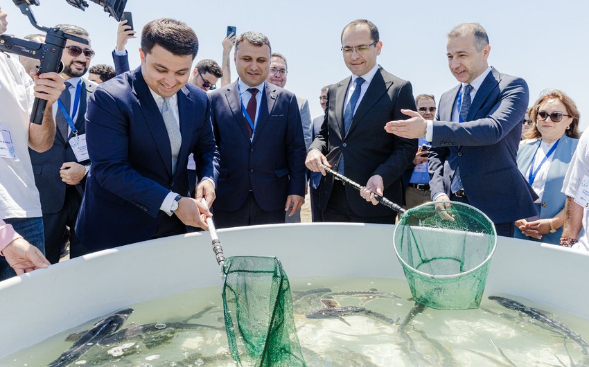 Azerbaijan Fish Farm released 100.000 Sturgeon and 20.000 Salmon into the Caspian Sea