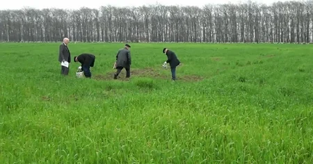 Masallıda gəmiricilər taxıl sahələrini basıb