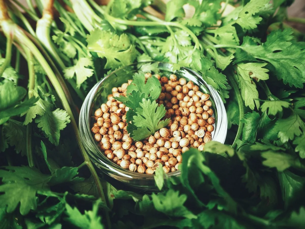 Azerbaijan starts importing coriander seeds from Netherlands and Spain