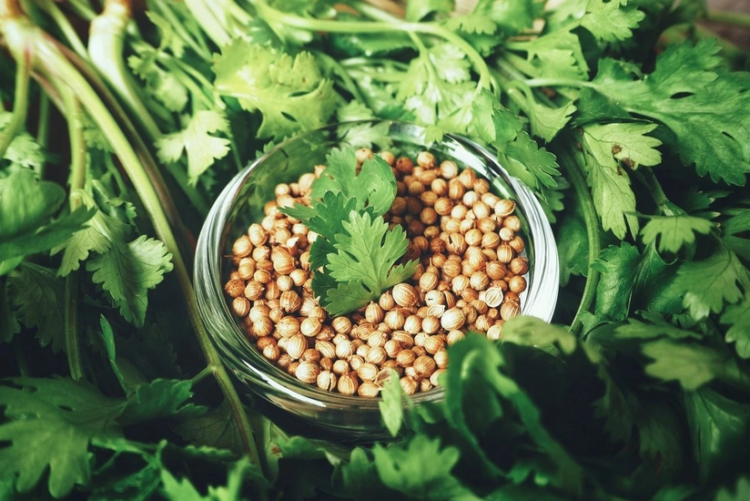 Azerbaijan starts importing coriander seeds from Netherlands and Spain