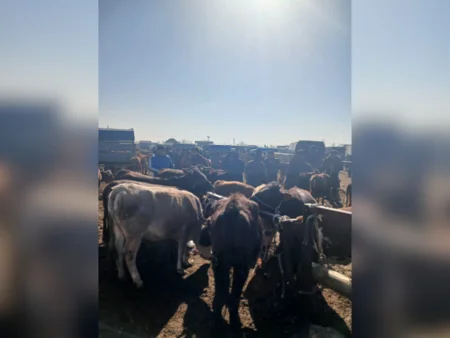 Bərdədə heyvan satışı bazarında ciddi nöqsanlar aşkarlanıb