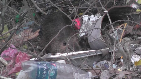 ​Xəzərin sahilində Azərbaycan üçün xarakterik olmayan heyvanlar peyda olub - FOTO