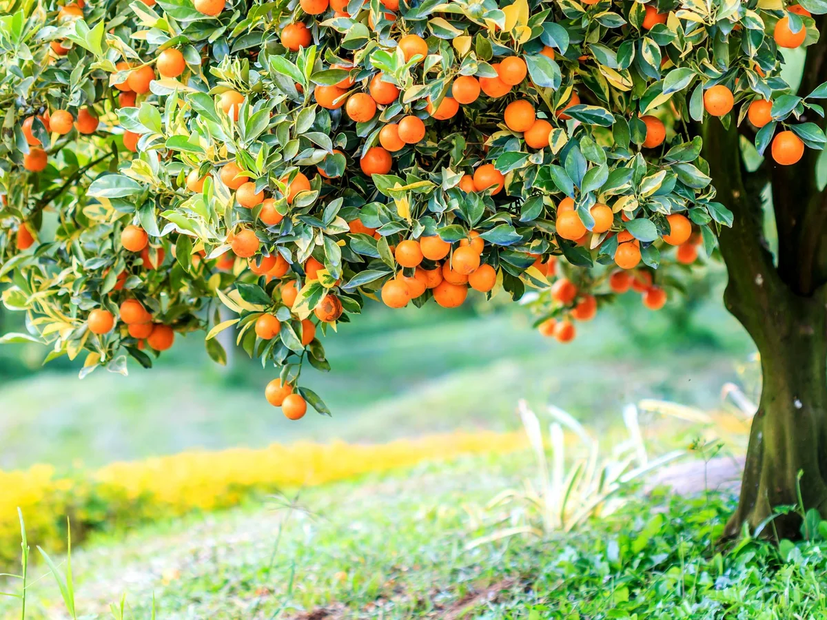 Azərbaycan Pakistandan portağal tədarükünü bərpa edib