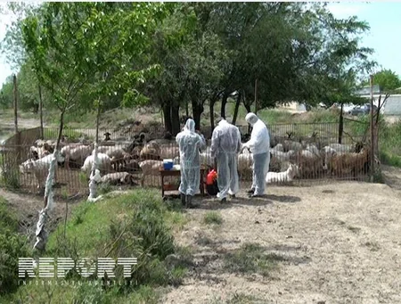 ​Salyanda xırdabuynuzlu heyvanlara brusellyoza qarşı vaksin vurulur