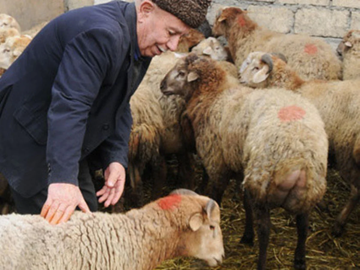 Bayram münasibətilə Bakıda keçiriləcək qurbanlıq heyvanların satış yarmarkalarının ünvanları açıqlanıb