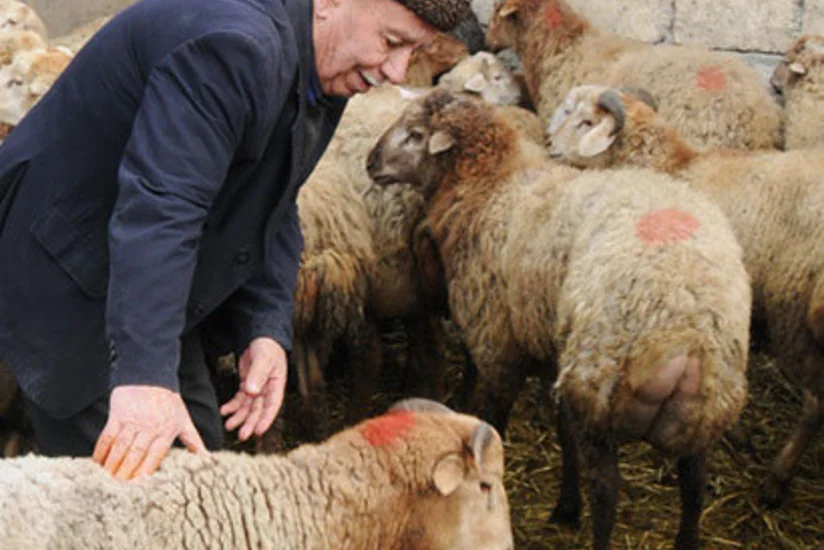 Bayram münasibətilə Bakıda keçiriləcək qurbanlıq heyvanların satış yarmarkalarının ünvanları açıqlanıb