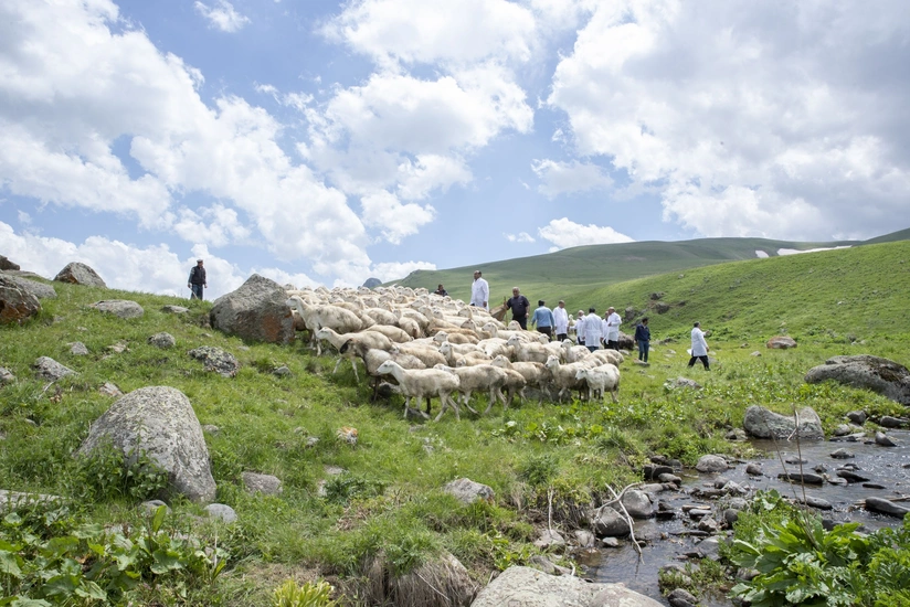 KTN: “2023-cü ildə mal-qaranın Kəlbəcər və Laçın yaylaqlarına köçürülməsi genişləndiriləcək”