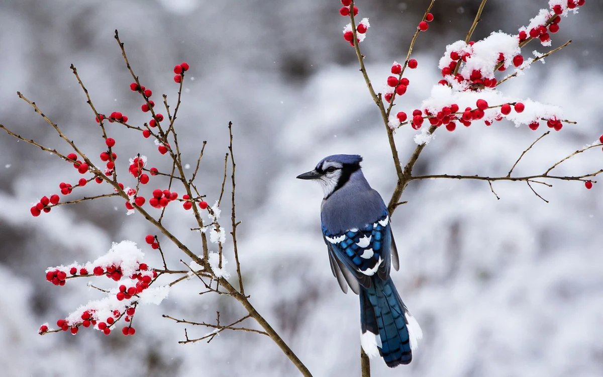 Snowfall predicted in Azerbaijan, strong wind will blow, temperature will drop 5-8 degrees - WARNING