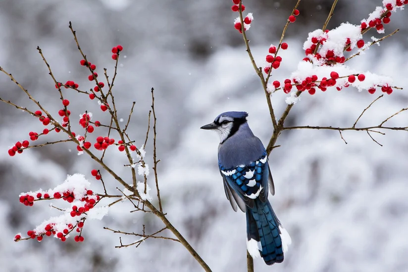 Snowfall predicted in Azerbaijan, strong wind will blow, temperature will drop 5-8 degrees - WARNING