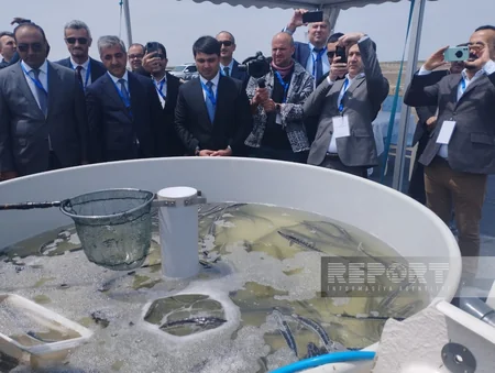Neftçalada Biomüxtəliflik Günü və Heydər Əliyevin 100 illik yubileyinə həsr edilmiş tədbir keçirilib