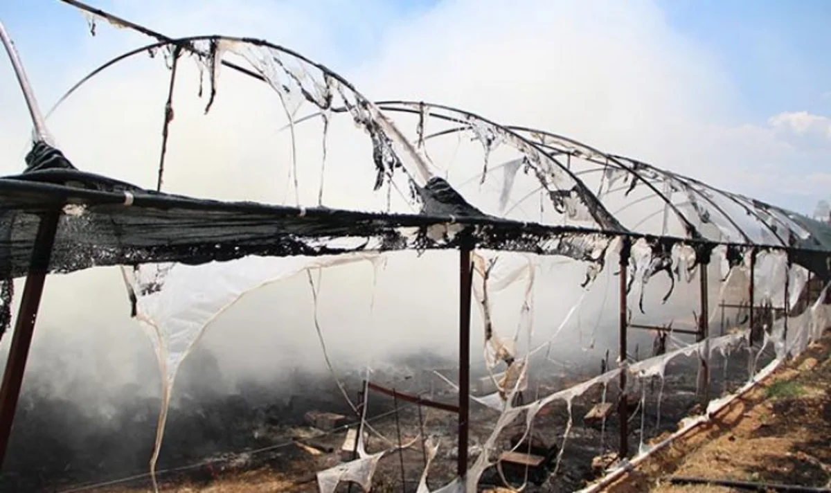 В Шамкире загорелась теплица