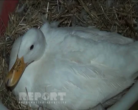 ​Ağstafada ev quşları arasında xəstəlik yayılıb - FOTO