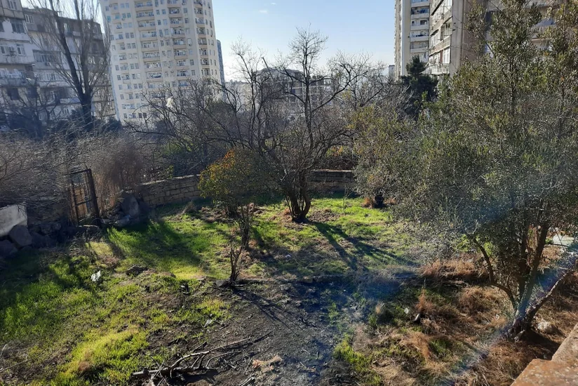 Bakıda bir neçə ağac zədələnib, araşdırma aparılır