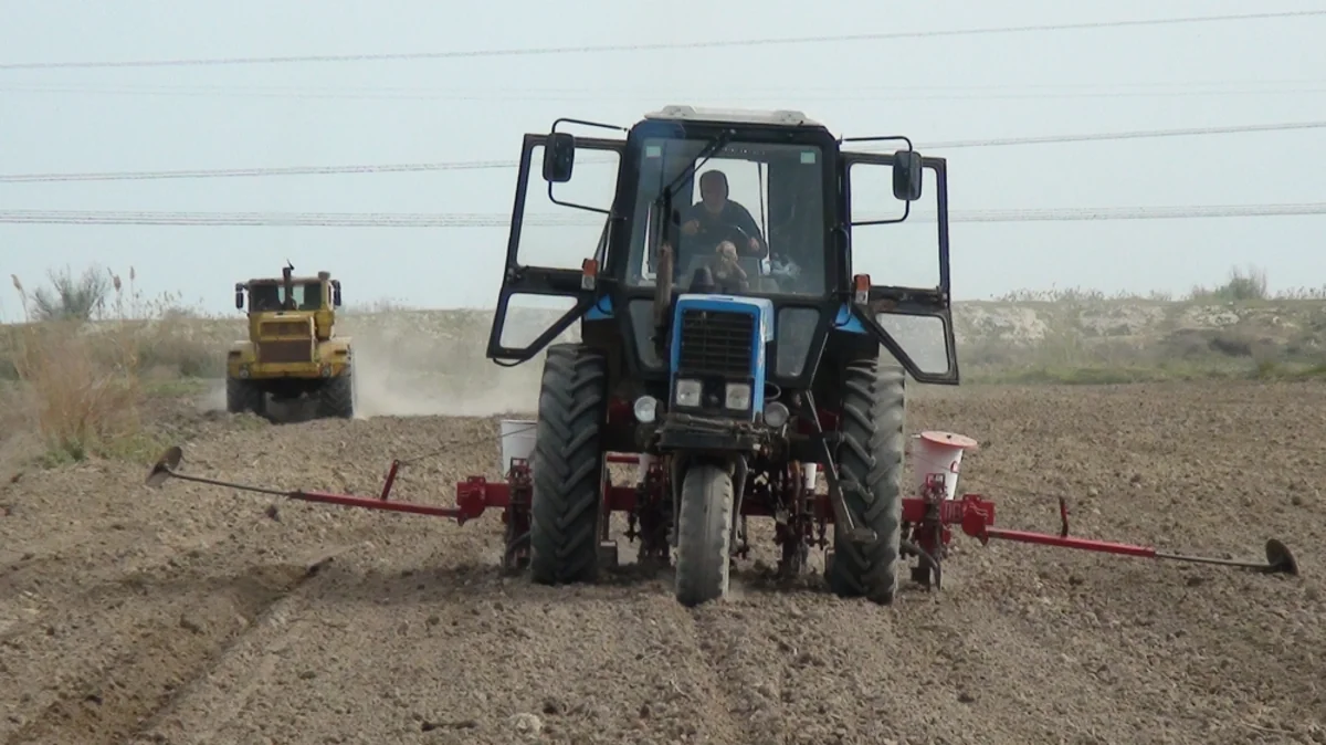 В четырех районах Азербайджана начался тестовый посев новых сортов хлопка