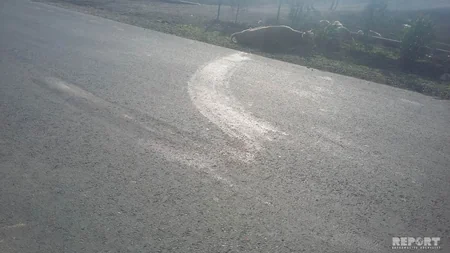 Cəlilabadda yol qəzası: 4 iribuynuzlu mal-qara tələf olub