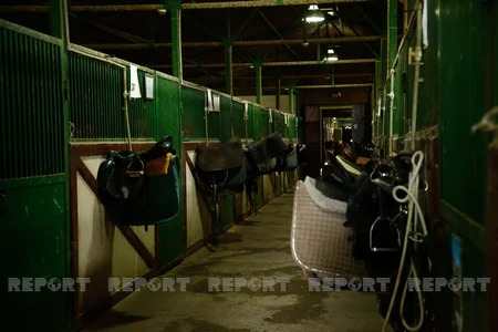 Karabakh horses and Georgia - RESEARCH