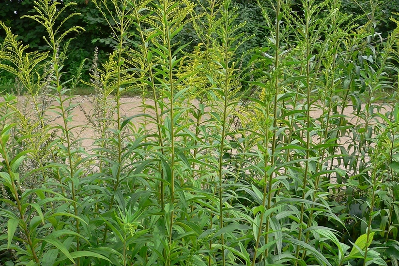 Bakı metrosu alaq otlarının təmizlənməsinə 81 min manat xərcləyəcək