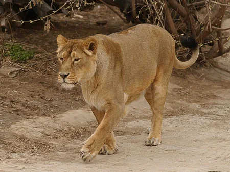 ​Tbilisidə zoopark dağılıb, heyvanlar şəhər küçələrinə axışıb - FOTO